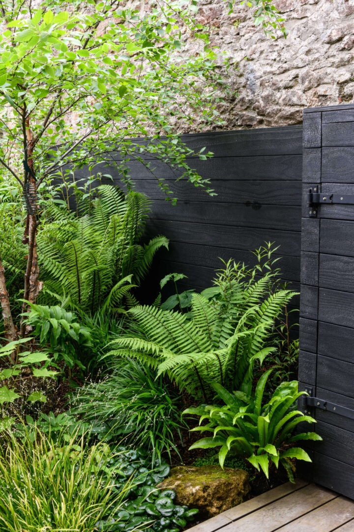 A tree and ferns in front of black wood fencing and a stone wall.